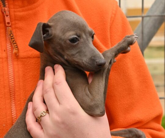 Perle (F) Chiot PLI / Refuge de Carmona Adoptée