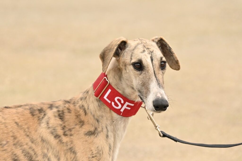 Pipiola (F) Refuge FBM Adoptée