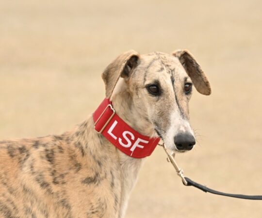 Pipiola (F) Refuge FBM Adoptée