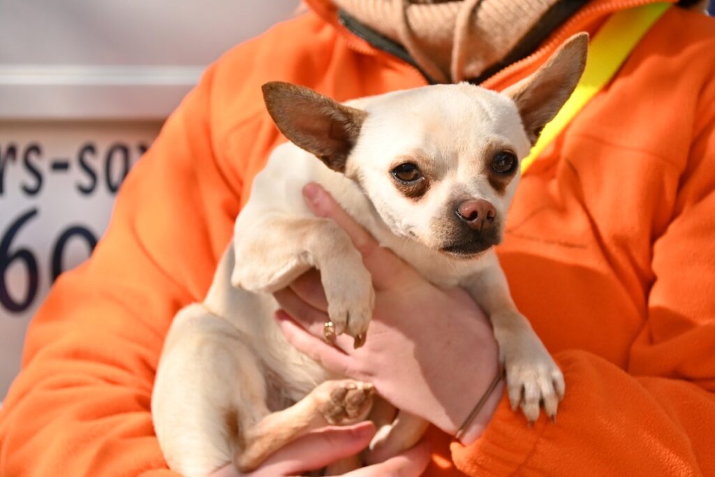 Pompon (M) Chihuahua / Refuge de Carmona Adopté