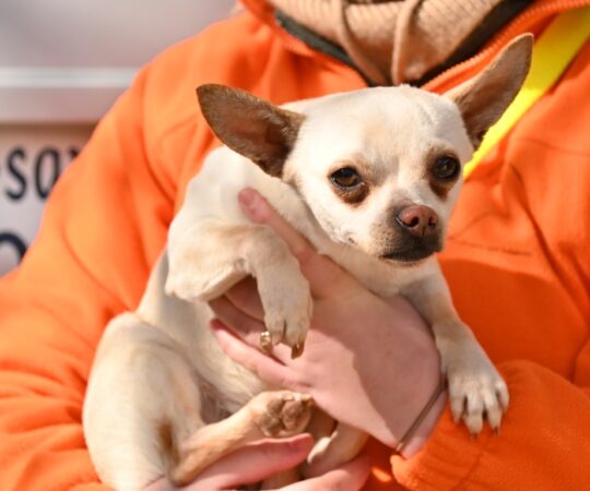 Pompon (M) Chihuahua / Refuge de Carmona Adopté