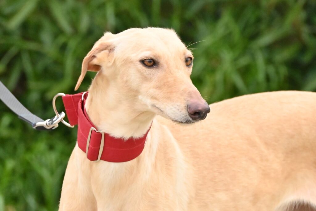 Prune (F) Refuge de la FBM