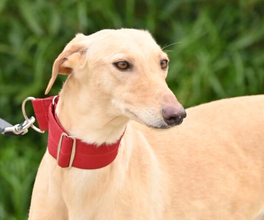 Prune (F) Refuge de la FBM