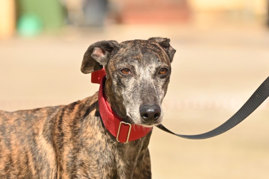 Rayuela (F) Refuge de la FBM