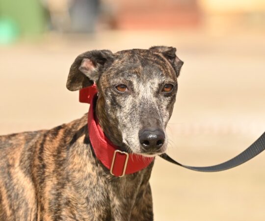 Rayuela (F) Refuge de la FBM