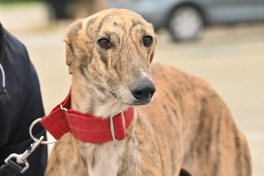 Remy (M) Refuge de la FBM