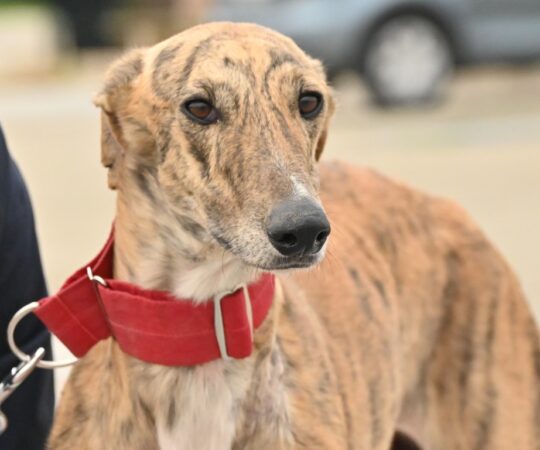 Remy (M) Refuge de la FBM