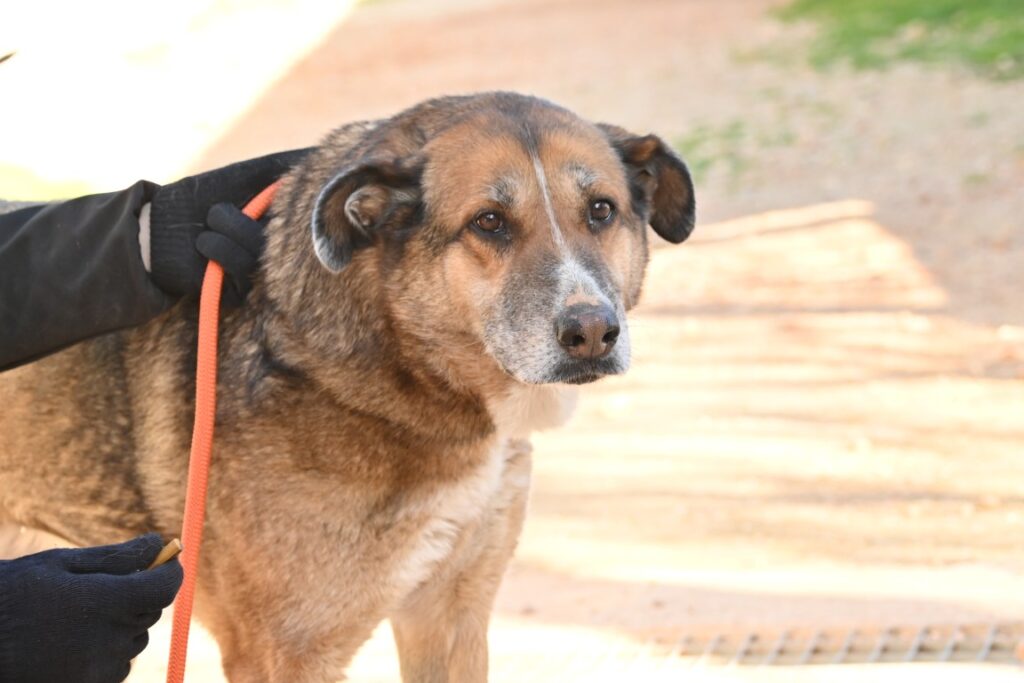 Sara (F) Croisée / Depuis 3 ans au refuge de Tobarra Adoptée