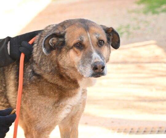 Sara (F) Croisée / Depuis 3 ans au refuge de Tobarra.