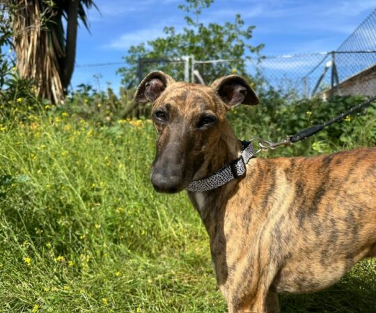 Siro (M) / Whippet / Refuge de Carmona Adopté