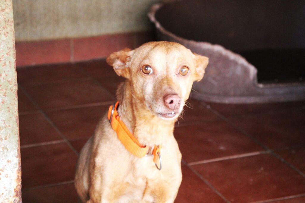 Sofi (F) Pod / Refuge de la FBM