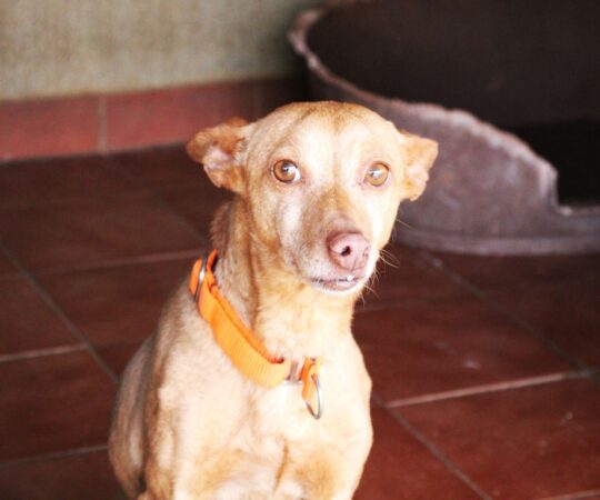 Sofi (F) Pod / Refuge de la FBM