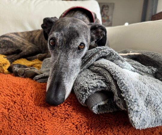 Sofia (F) Déjà en France en accueil dans le 10