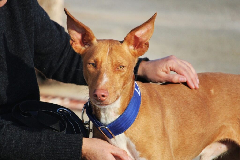 Sven (M) Pod / Refuge de la FBM