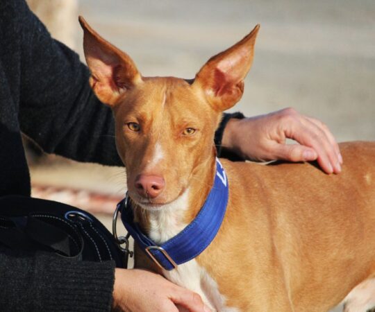 Sven (M) Pod / Refuge de la FBM