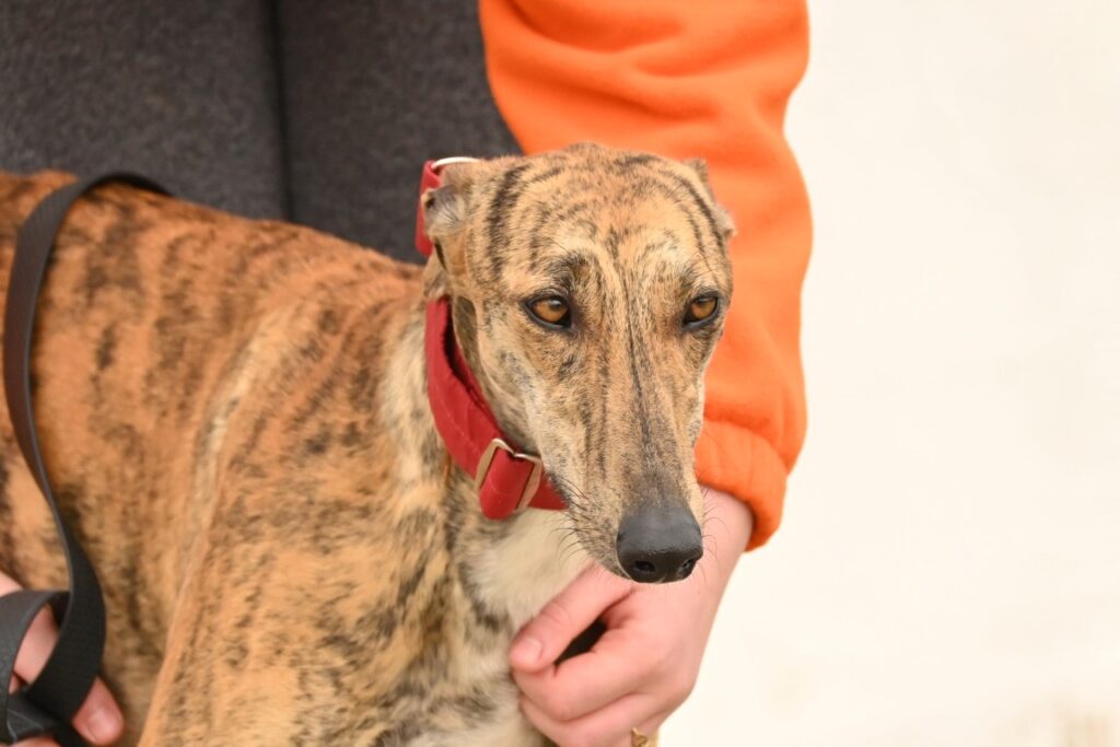 Tecla (F) Refuge de la FBM Adoptée