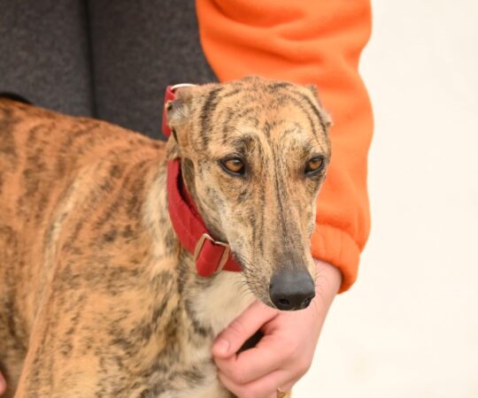 Tecla (F) Refuge de la FBM Adoptée