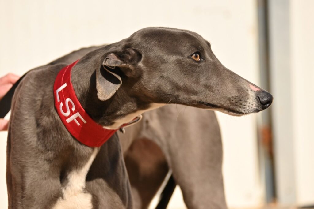 Trufa (F) Refuge de Tobarra