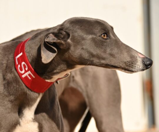 Trufa (F) Refuge de Tobarra