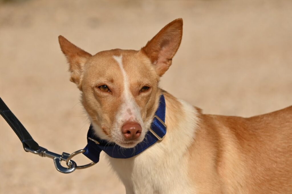 Truffa (F) Pod / Refuge d&rsquo;Abyda