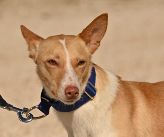 Truffa (F) Pod / Refuge d&rsquo;Abyda