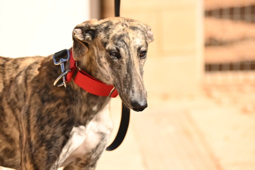 Tula (F) Refuge de Tobarra Adoptée