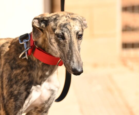 Tula (F) Refuge de Tobarra Adoptée