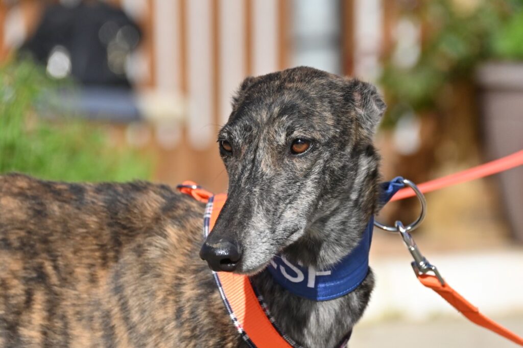 Vega (F) Refuge de la FBM