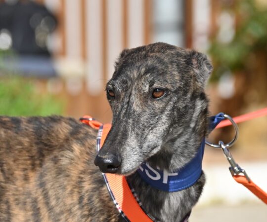 Vega (F) Refuge de la FBM