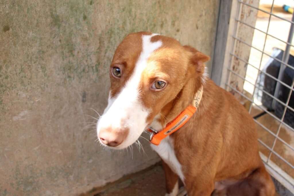 Yoda (M) Pod / Refuge de la FBM