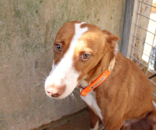 Yoda (M) Pod / Refuge de la FBM