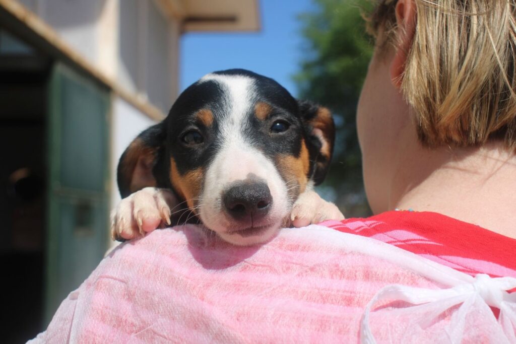 Zappa (M) Chiot Pod / Refuge de la FBM