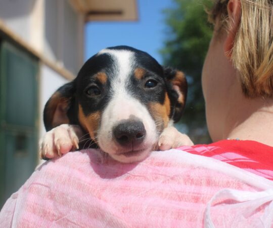 Zappa (M) Chiot Pod / Refuge de la FBM