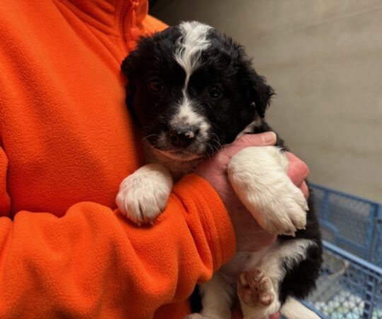 Zoé (F) Chiot Mastin / Refuge de Tobarra