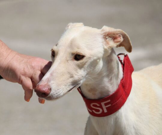 Ahsoka (F) Refuge de la FBM