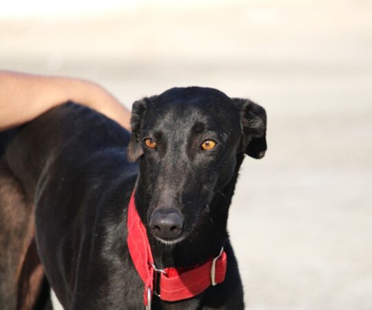 Amatista (F) Refuge de la FBM