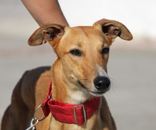 Bachata (F) Refuge de la FBM