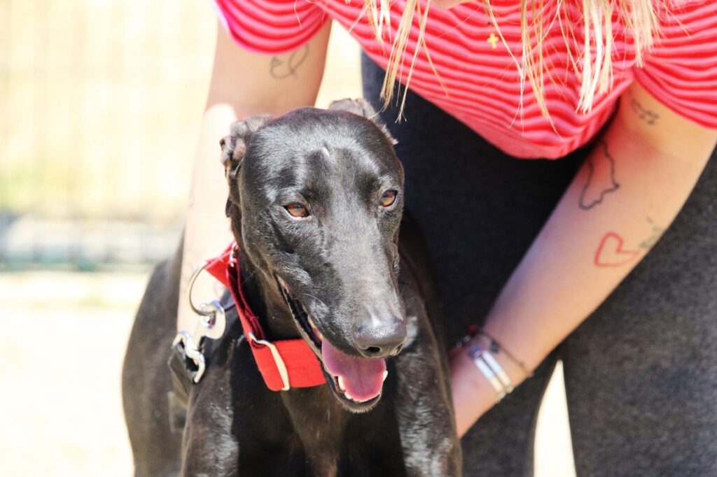 Bermejo (M) Refuge de la FBM