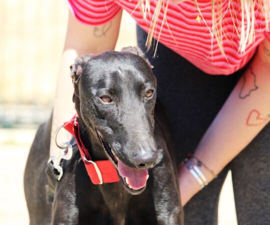 Bermejo (M) Depuis plus d&rsquo;un an au refuge de la FBM