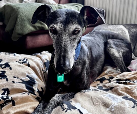 Capricho (F) Déjà en France en accueil dans le 59