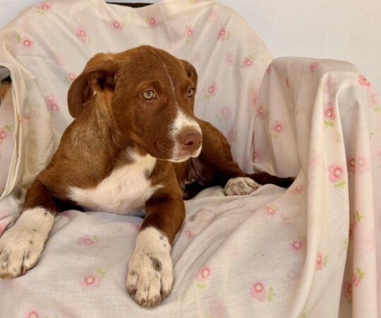 Chocolat (M) Chiot Mastin / Refuge de Tobarra