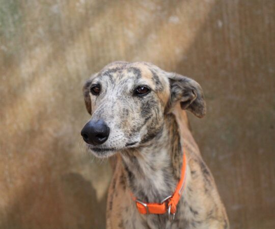 Esmeralda (F) Refuge de la FBM