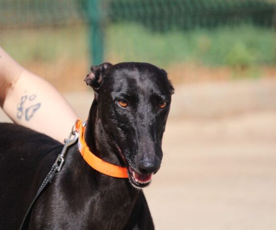 Guadiana (F) Refuge de la FBM