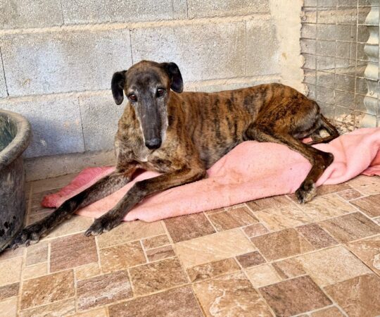 Hita (F) Refuge de Tobarra