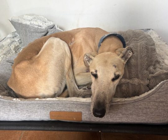 Joan (M) Déjà en France en accueil dans le 40