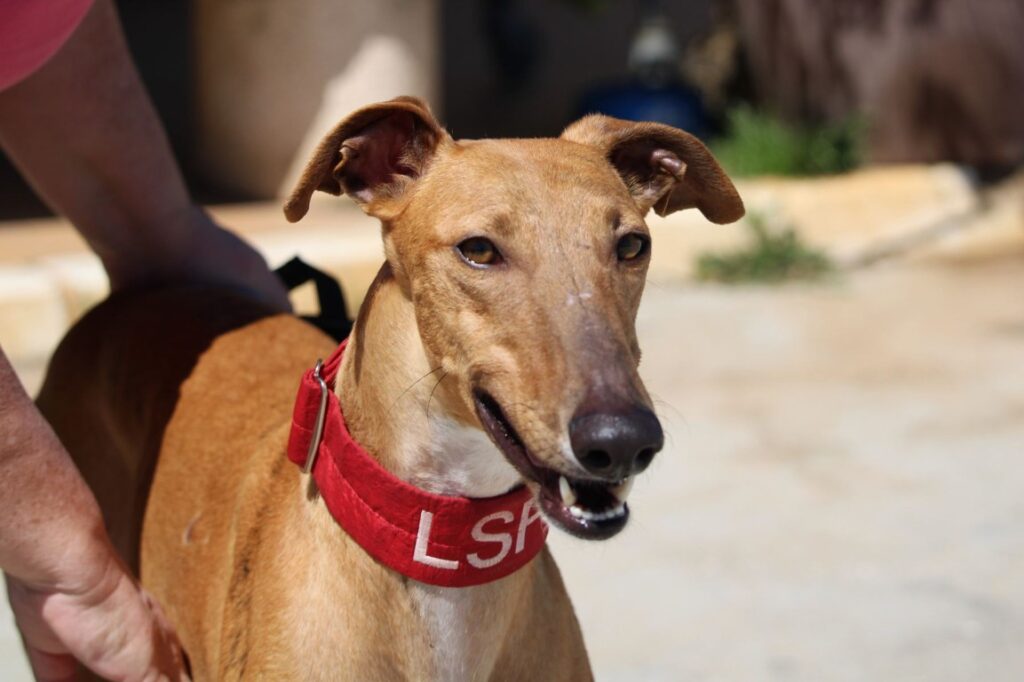 Juliette (F) Hôpital de la FBM