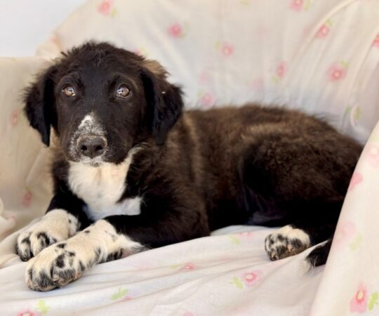 Léo (M) Chiot Mastin / Refuge de Tobarra