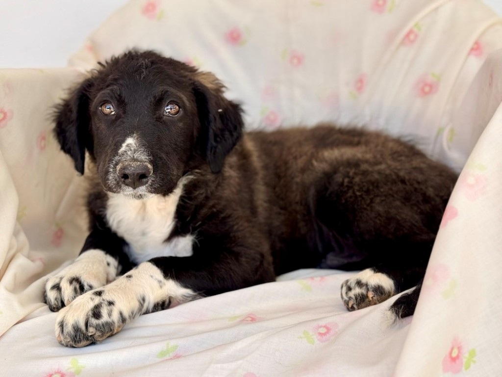 Léo (M) Chiot Mastin / Refuge de Tobarra