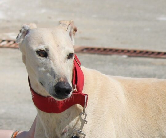 Léo (M) Refuge de la FBM