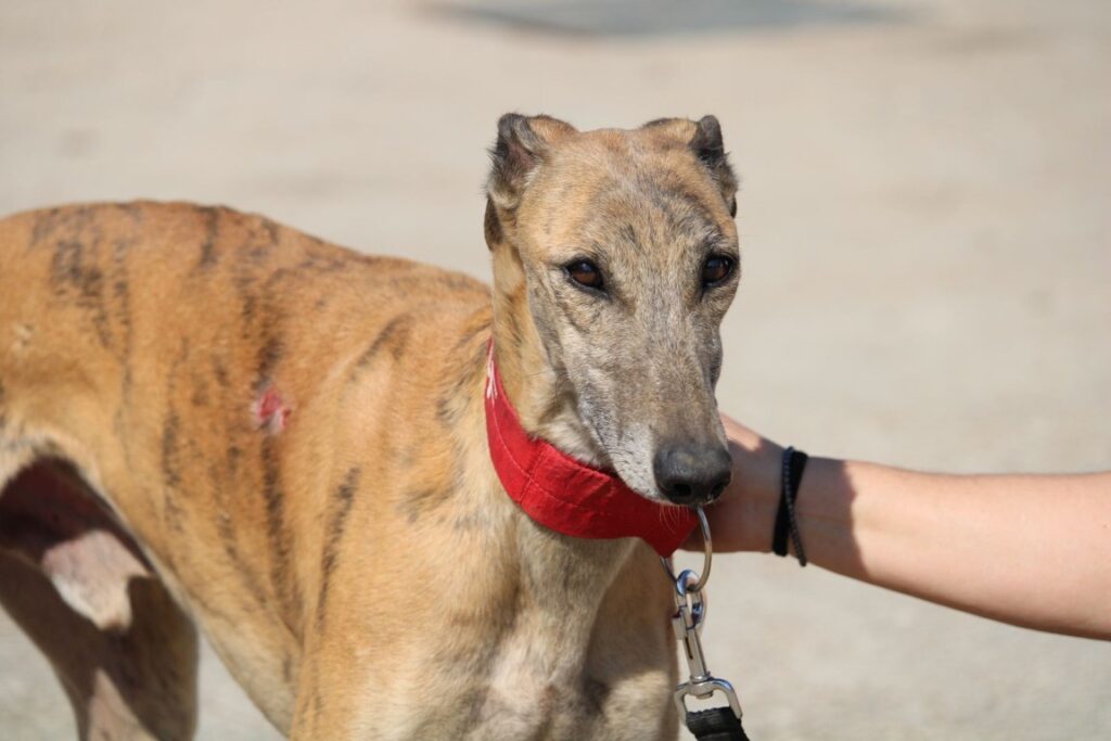 Lokin (M) Refuge de la FBM